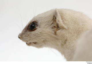 Weasel head 0008.jpg